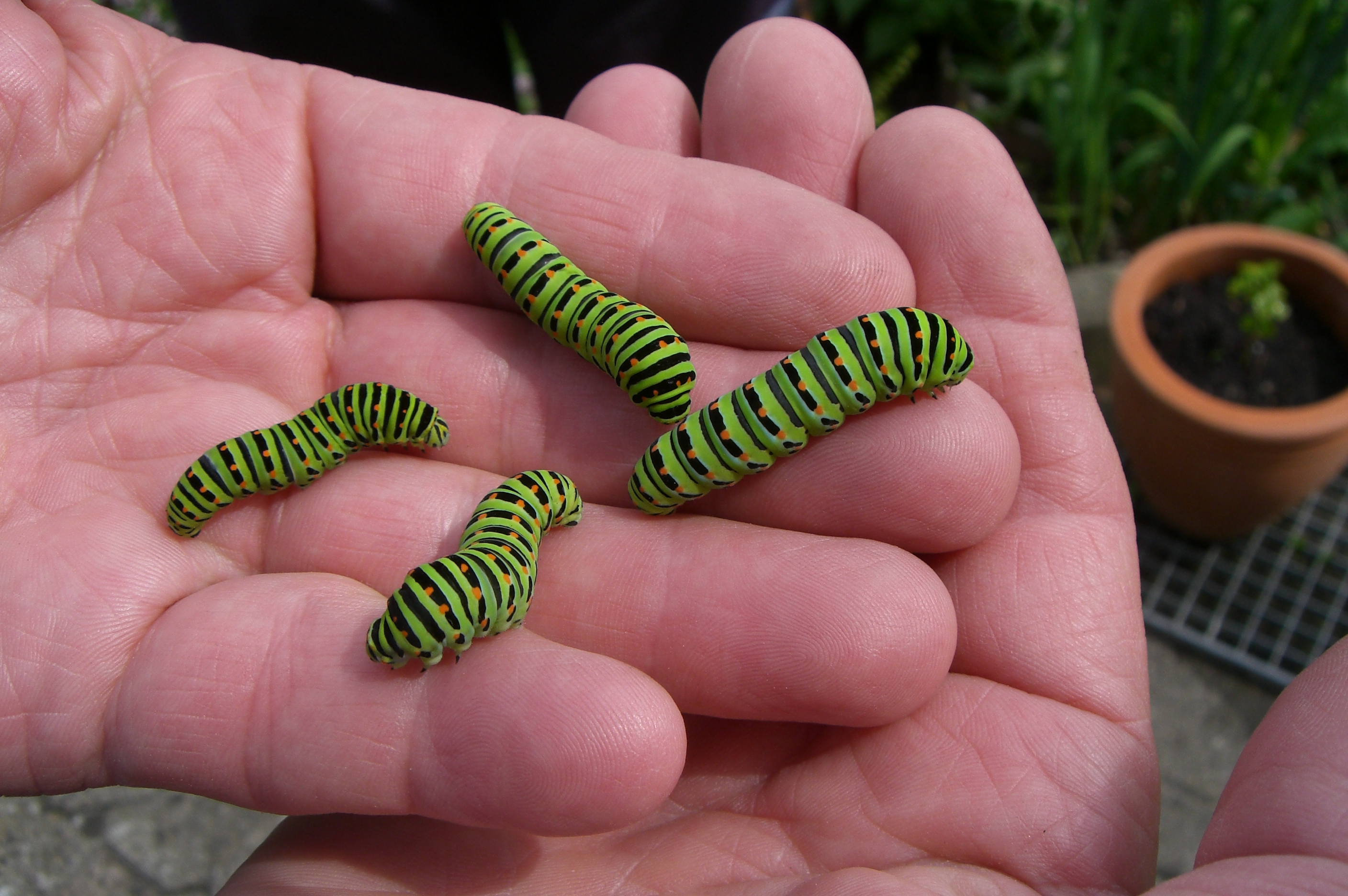 Caterpillar on palm Caterpillar on palm